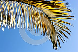 Palm leaf