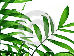 Palm leaf