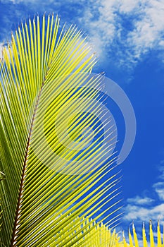 Palmera una carta 