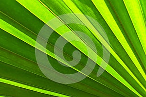 Palm leaf