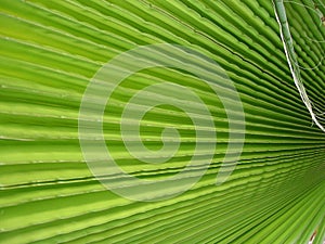 Palm Leaf