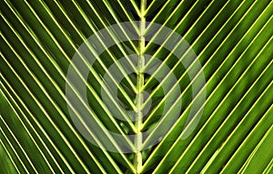 Palm-leaf