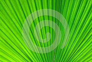 Palm Leaf