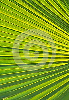 Palm leaf