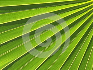 Palm Leaf Abstract