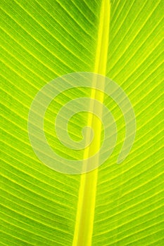 Palm leaf abstract in close up