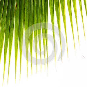 Palm leaf