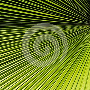 Palm leaf