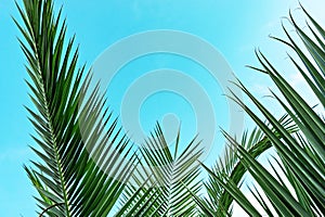 Palm leaf against a blue sky. Summer natural background. Poster design, wallpaper