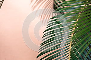 Palm leaf against pink wall background