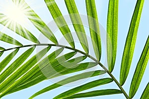 Palm leaf against a sunny sky