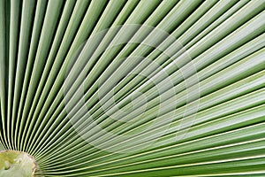 Palm leaf background photo