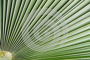 Palm leaf background