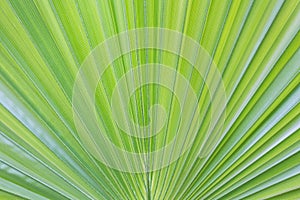 Palm leaf background .