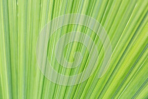 Palm leaf background .