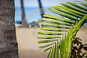 Palm Leaf at the Beach