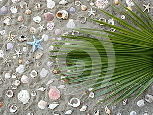 Palm leaf on beach sand