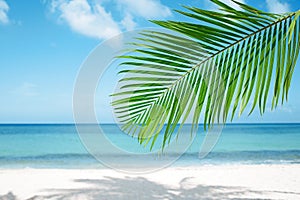 Palm leaf, blue sea and tropical white sand beach