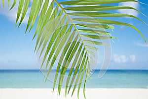 Palm leaf, blue sea and tropical white sand beach ander the sun