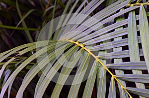 A palm leaf, a botanical family of perennial flowering plants in the monocot order Arecales photo