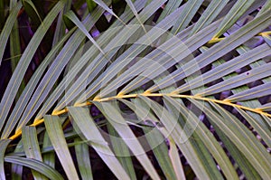 A palm leaf, a botanical family of perennial flowering plants in the monocot order Arecales