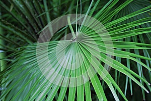 Palm leaf, branchy palm leaf, green plants, natural green, tropical plant