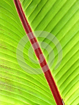 Palm Leaf Close-Up