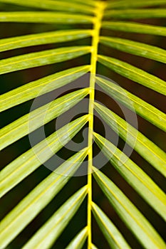 Palm leaf close up