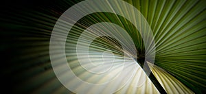 palm leaf close up - art photo