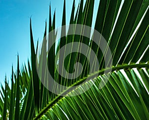 Palm leaf close up on blue sky background. Natural background