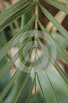 Palm leaf close-up. Greenhouse with a large variety of green plants. The concept of planting crops in spring