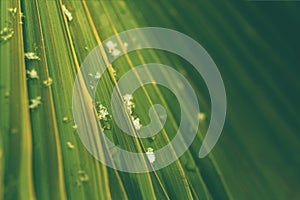 Palm leaf close up with snowflakes and water drops