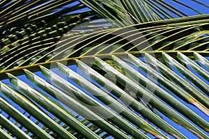 Palm leaf close up with sunlight reflecting in it