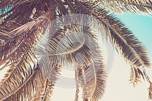 Palm leaf close-up in vintage toning. Backgrounds