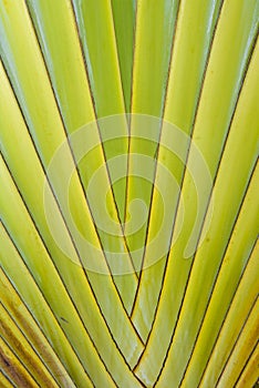 Palm leaf closeup