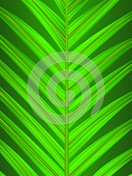 Palm leaf closeup