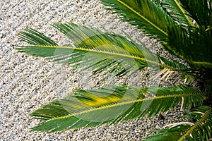 Palm leaf of cycas revoluta palm cycadaceae from south east asia and japan