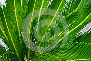 Palm leaf of cycas revoluta palm cycadaceae from south east asia and japan photo