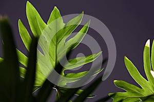 Palm leaf on a dark background