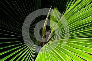 Palm leaf - detail