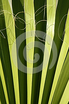 Palm leaf detail with curling fiber