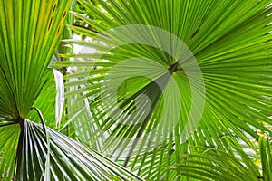 Palm leaf detail green rain forest background