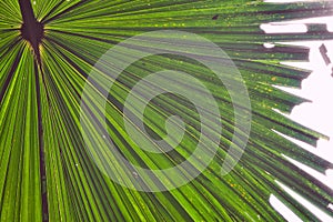 Palm leaf detail green tropical background