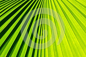 Palm Leaf in Details for Background Texture