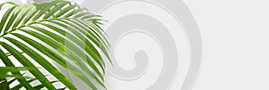 Palm leaf on empty gray wall. Nature long horizonta background