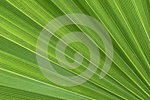 Palm Leaf