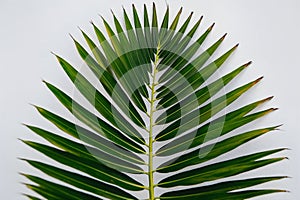 Palm leaf with gradient green fronds, white background