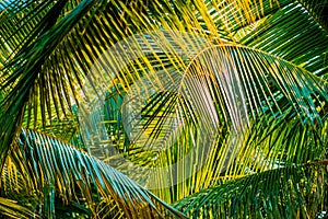 Palm leaf img