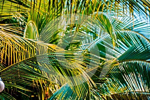 Palm leaf img