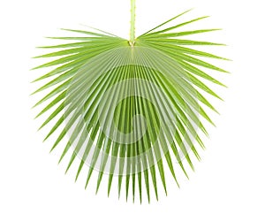 Palm leaf.